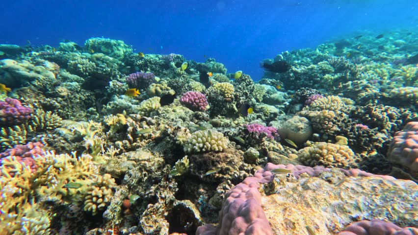 Swimming underwater above colorful coral reef with small tropical reef fish 