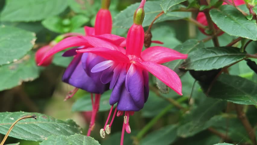 Beautiful flowers in the garden.