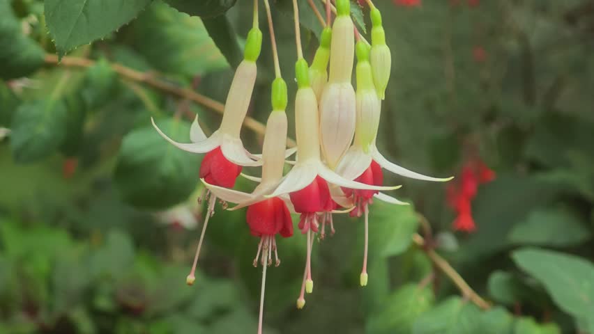Beautiful flowers in the garden.