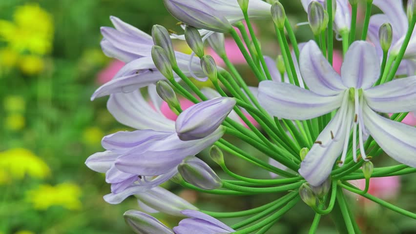 Beautiful flowers in the garden.