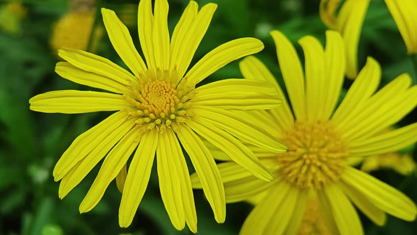 Beautiful flowers in the garden.