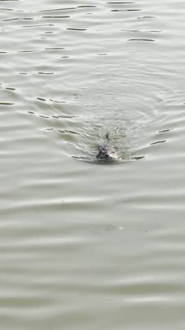 Cute muskrat is approaching in a lake