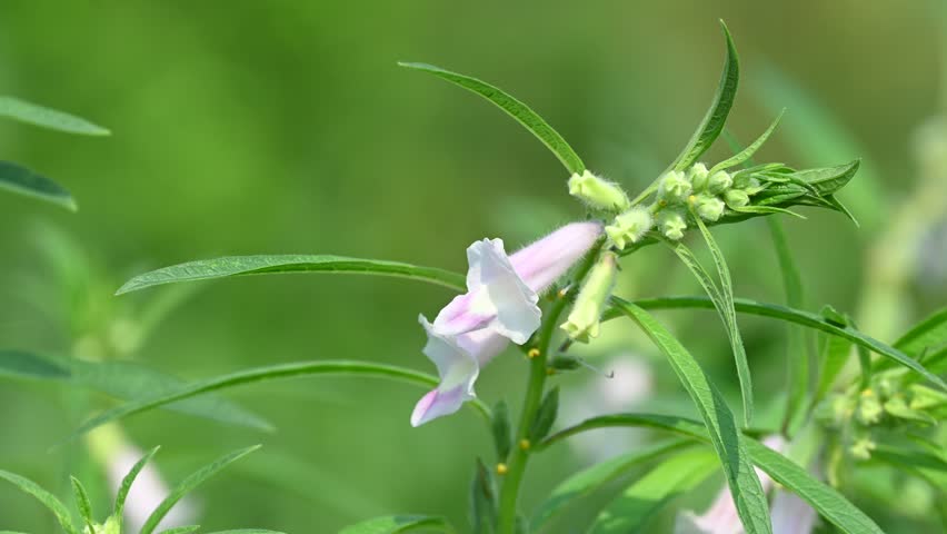 Black Sesame Plant in Garden. Close up of a white color sesamum indicum flower against a bright nature background.