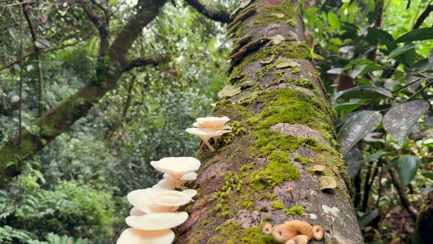 Slow motion of mosses and mushrooms on cinnamon tree trank in the morn blanc mountain forest, Mahe Seychelles 30fps.