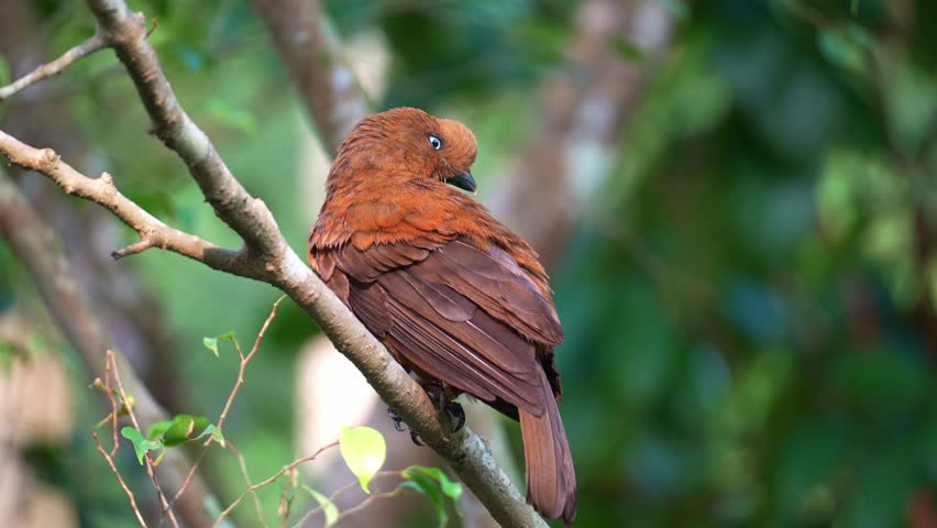 A female Andean cock-of-the-rock (Rupicola peruvianus) perches on tree branch, preening and grooming its plumage, close up shot.