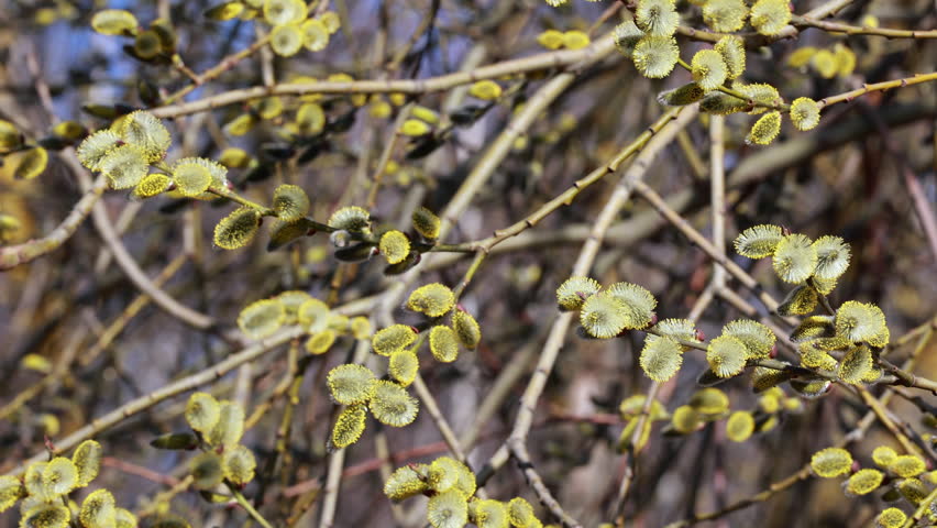 Bright yellow willow catkins blooming on branches in spring forest