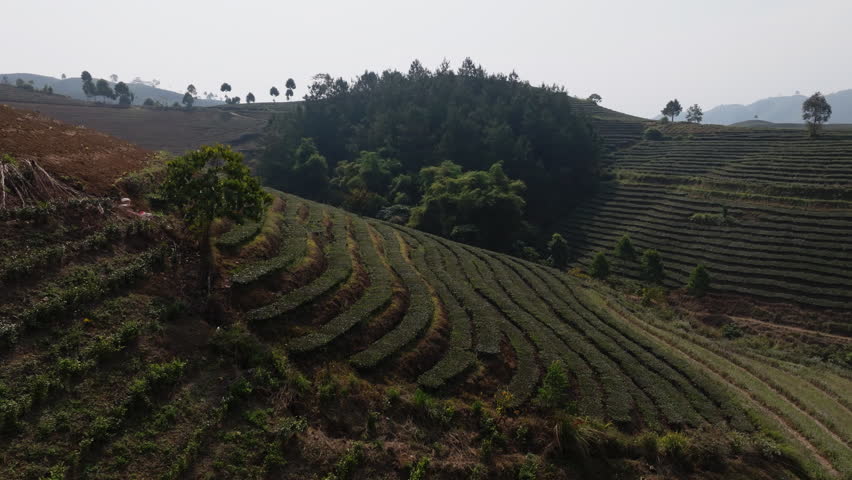 Aerial view of hillside terraces with a lone tree and sweeping tea rows in Muong Khoa, Lai Chau, Vietnam.