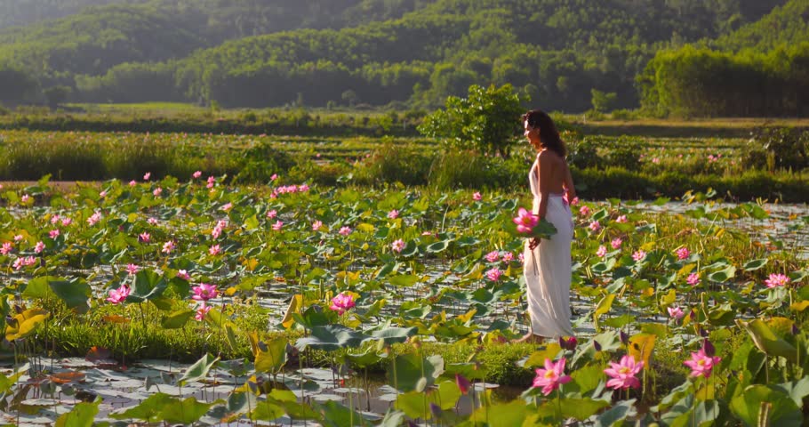 Wide tracking shot of young woman in white dress walking through blooming lotus pond in Tra Ly, Quang Nam, Vietnam. Warm morning light. Ideal for travel, nature, and wellness video content.