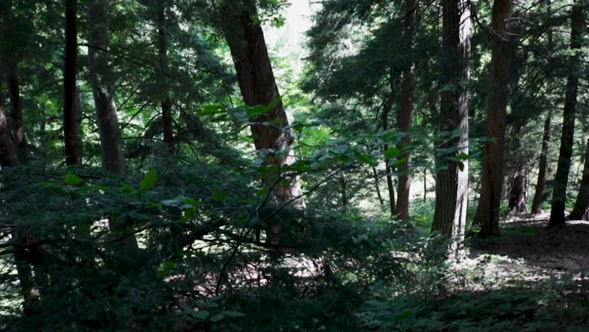 Forest trees and shrubs on a walk
