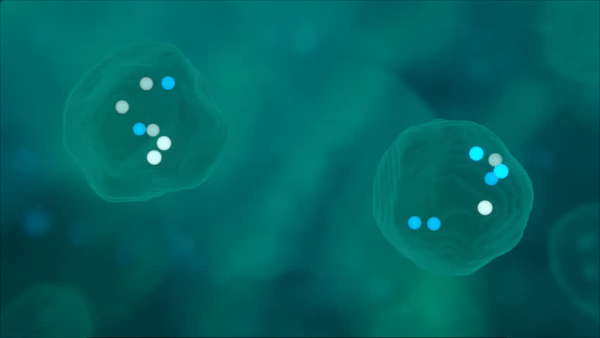 3D rendering of biological cells undergoing reproduction and cytokinesis in a loop.