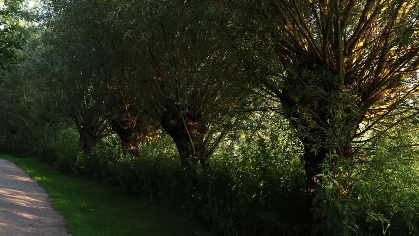 Willow trees in a row, green park walking path