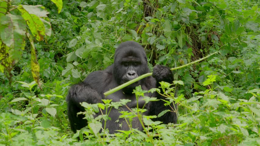 Silverback mountain gorilla bending branches and eating them. Bwindi National Park, Uganda.