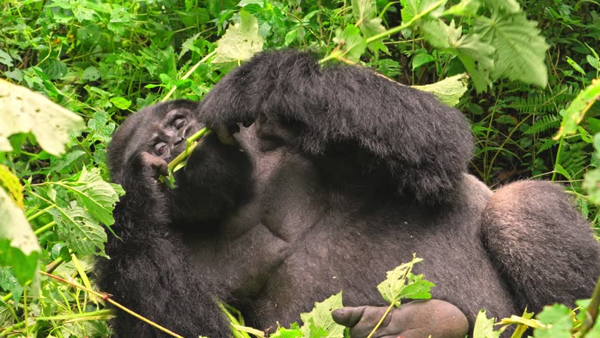 Male silverback gorilla resting and eating leaves from nearby branches,Bwindi National Park, Uganda.