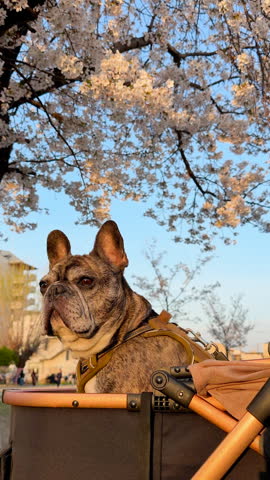 French bulldog in pet stroller at the park with evening sunlight