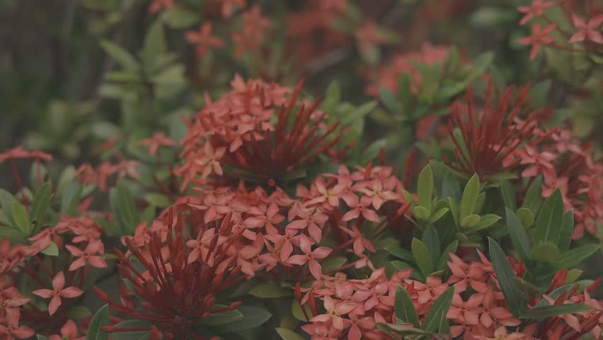 A cluster of vibrant red flowers blossoming amongst green leaves