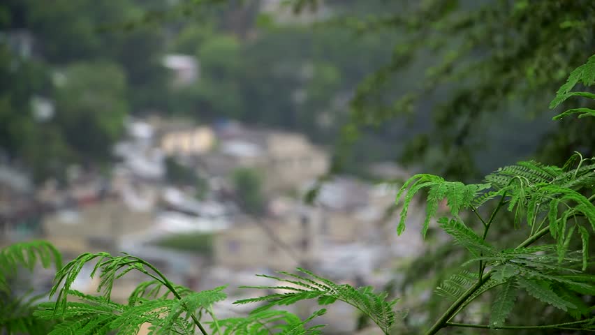 Elevated view of a dense residential neighborhood in Port-au-Prince, Haiti, framed by green foliage in the foreground. Rack focus