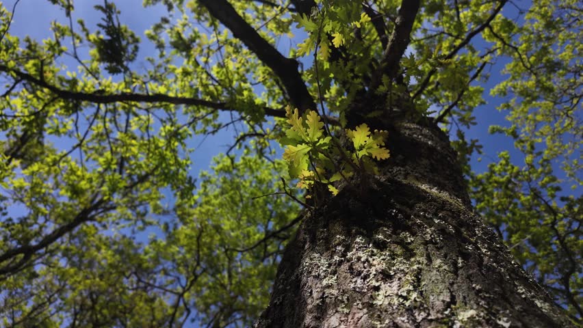 Oak trees forest on a Spring day. Tree trunk gimbal shot in slow motion.