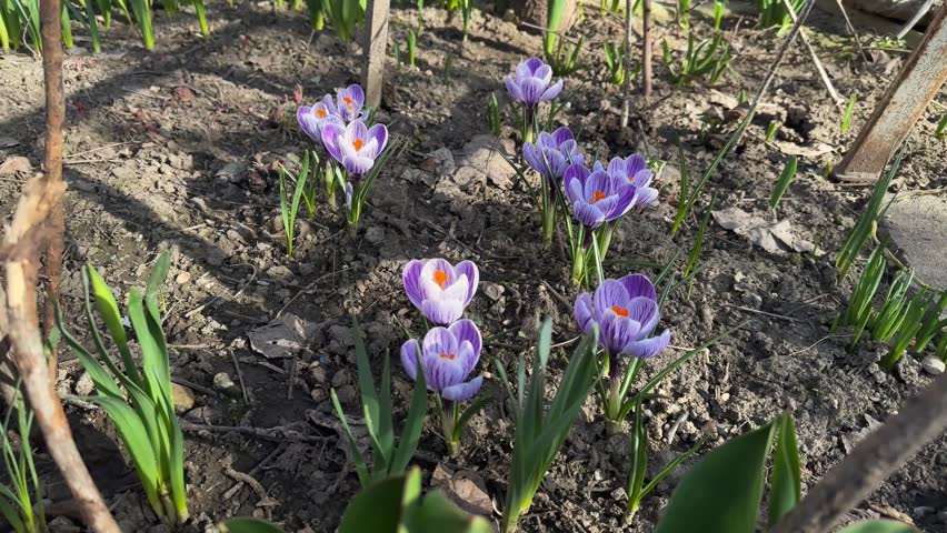 Group of purple crocus flowers blooming in garden bed