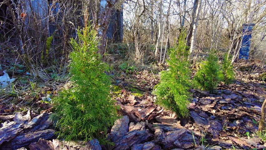 Three small arborvitaes are planted in a clearing surrounded by forest. The ground is covered with fallen leaves and debris. Morning light filters through the branches of the neighboring trees.
