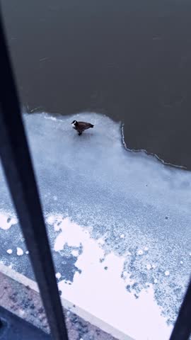 A lone overwintering Canada goose stands on river ice beside open water, seen from a bridge above in a vertical frame highlighting isolation and late winter thaw.
