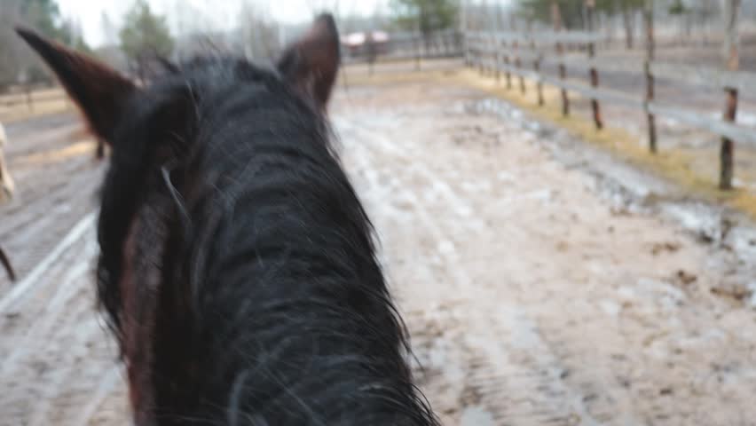 Close-up shot of a horse