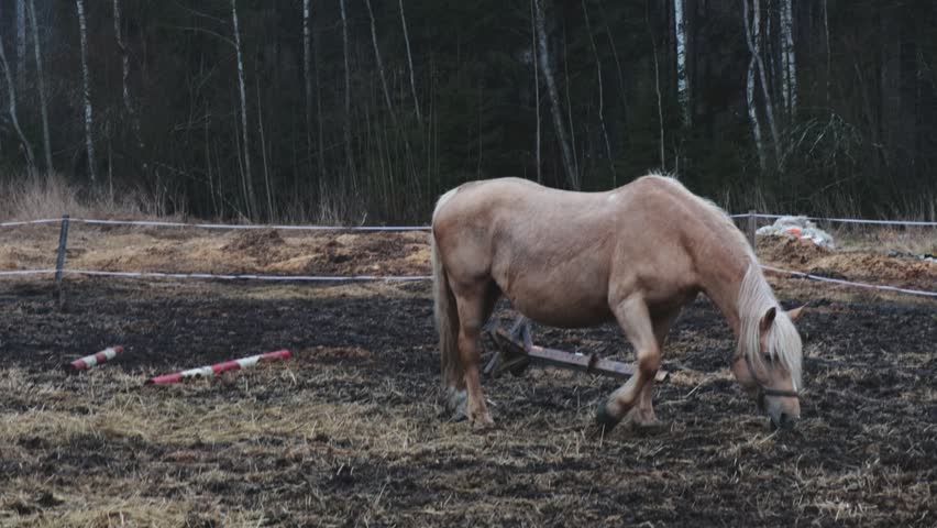 A horse eating grass near a farm fence, suitable for rural lifestyle or agriculture themed projects.