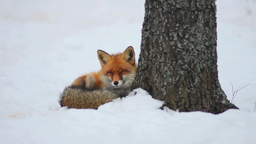 A red fox curled up beside a tree