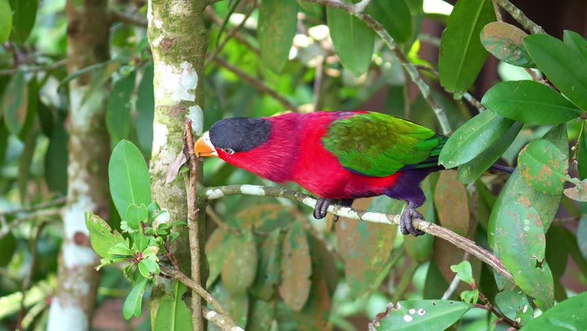 A Purple-bellied lory (Lorius hypoinochrous) perches on branch, foraging for food, close up shot.
