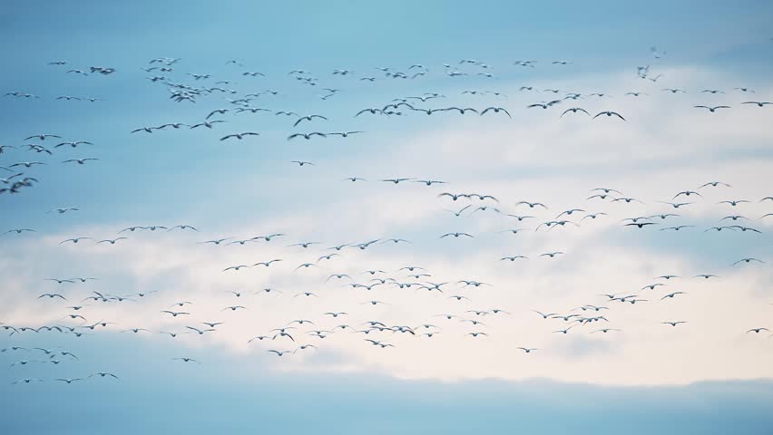 a flock of snow geese landing on water (with voice)