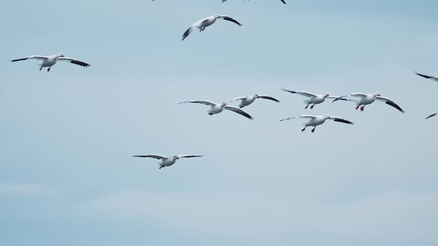 a flock of snow goose landing on water (slow motion)