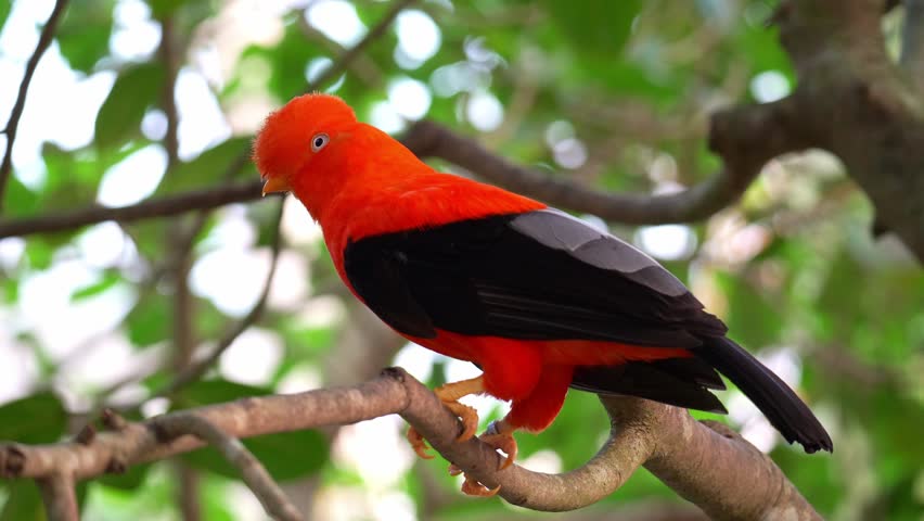 A male Andean cock-of-the-rock (Rupicola peruvianus) perches on tree branch and looking around the surroundings, close up shot.