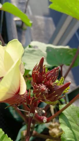 Red Okra Flower and Small Buds