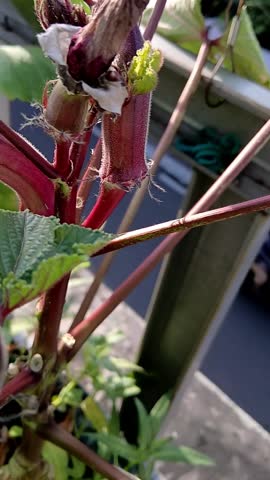 Red Okra Flower and Small Buds