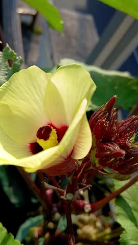 Red Okra Flower and Small Buds