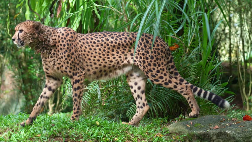 A cheetah (Acinonyx jubatus) walks and wanders around its environment, then sits on the ground, close up shot.
