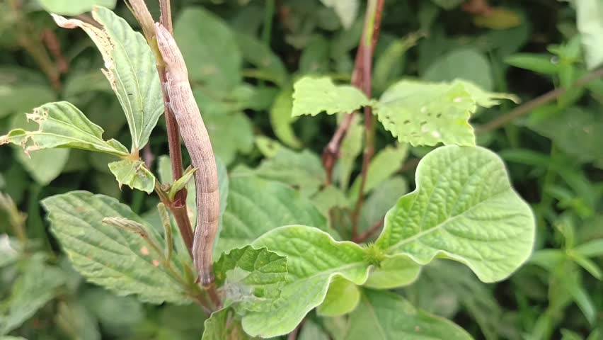 close up and macro photos of brown jumping caterpillars on bushes, metamorphosis, larvae
