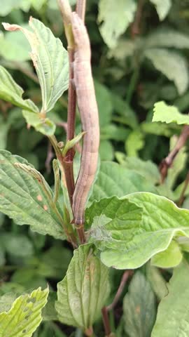 close up and macro photos of brown jumping caterpillars on bushes, metamorphosis, larvae