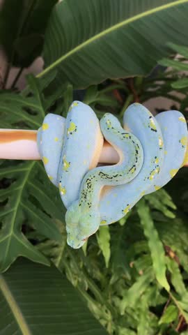 A rare and stunning blue morph Green Tree Python, scientifically known as Morelia viridis, is captured in a high-definition close-up while resting on a horizontal perch. The snake exhibits a breathtaking pastel blue coloration accented by vibrant yellow speckles and dark teal spotting along its spine. It maintains a classic teardrop-shaped coil, characteristic of this arboreal species, showcasing its muscular body and intricate scale texture against a lush background of tropical green foliage and large fern leaves.

The reptile remains mostly sedentary throughout the footage, slowly shifting its head to reveal its pale-colored eyes and heat-sensing pits along the jawline. The lighting is soft and natural, highlighting the iridescent quality of the scales and the contrast between the snake’s cool tones and the warm orange hues of the branch. This specimen represents a highly sought-after color variation within the herpetology community, often found in the rainforests of New Guinea and parts of Northern Australia.

The camera provides a smooth orbiting motion, allowing for a detailed view of the python
