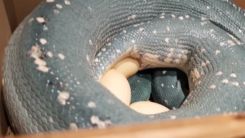 The video captures a rare and stunning blue morph of the Green Tree Python, Morelia viridis, exhibiting maternal brooding behavior. The snake is tightly coiled in a protective spiral around a clutch of cream-colored, leathery eggs inside a nesting box. This physiological process, known as maternal incubation, involves the female using her body to regulate the temperature and humidity necessary for the embryos to develop.

The camera provides a detailed close-up of the reptile