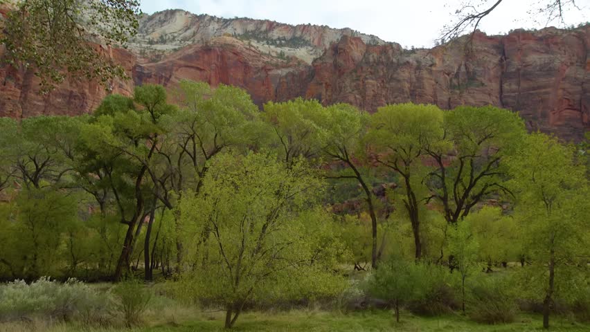A view from the Emerald Pools Trail in Zion National Park, featuring vibrant green deciduous trees in the foreground against the towering, iconic red Navajo sandstone cliffs under a soft, overcast sky