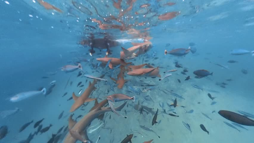 Underwater wide angle of Nurse Sharks and tropical fish feeding in Fulidhoo, Maldives