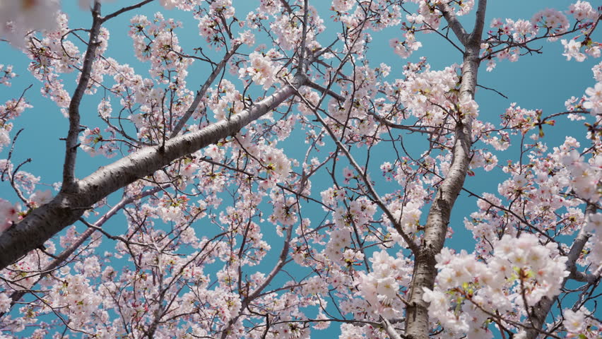 Low Angle Shot of Cherry Blossoms with Blue Sky Background