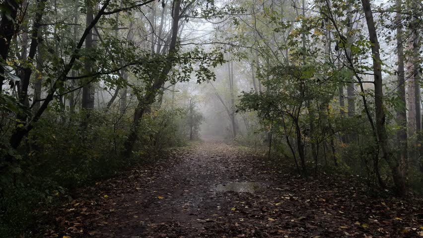 Foggy forest path covered with wet autumn leaves, quiet woodland scene with trees and mist, conveying mystery, solitude, calm nature walk and journey concept
