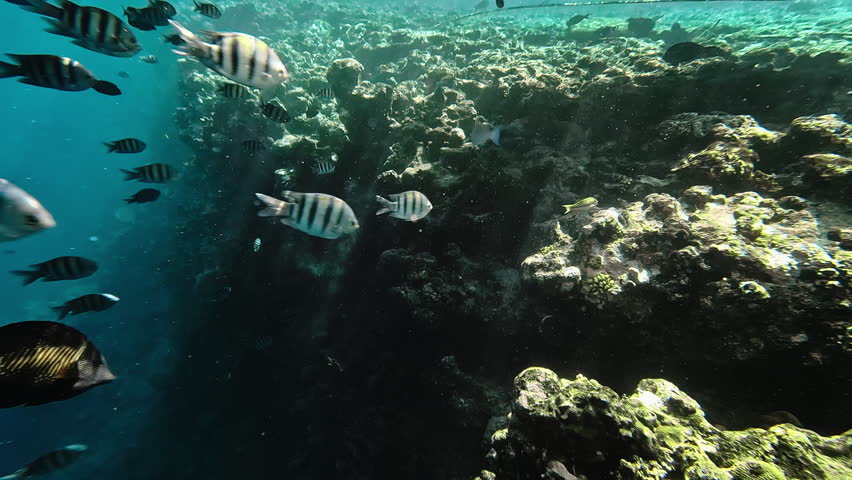 Tropical fish sergeant major swimming next to coral reef. Underwater life of Red sea.