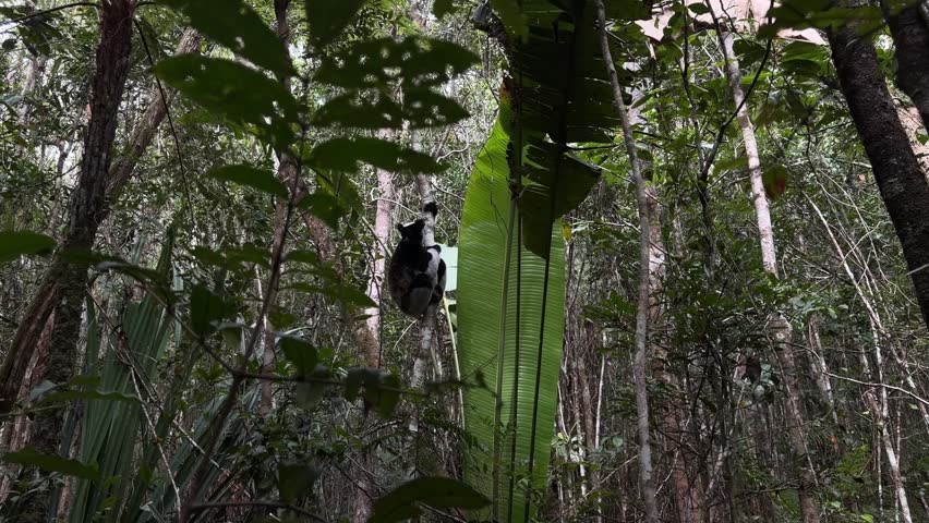 A wide view of a large black and white Indri lemur climbing a thin tree trunk surrounded by dense green jungle foliage and large leaves in a Madagascar national park