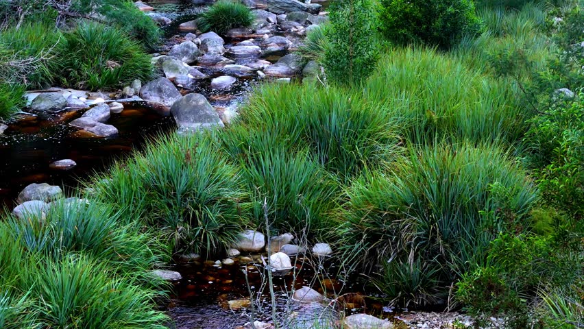 Aerial view of a clear freshwater stream flowing through a lush natural landscape with rocks and green vegetation. Represents clean water, ecosystem health, and environmental conservation. Ideal for sustainability, climate awareness, and nature-focused storytelling with natural copy space for messaging.