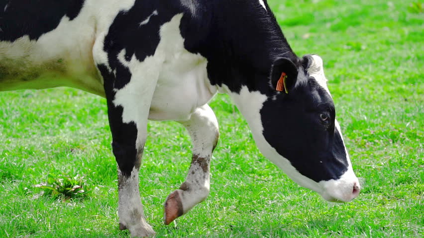 A slow motion video of a cow grazing.