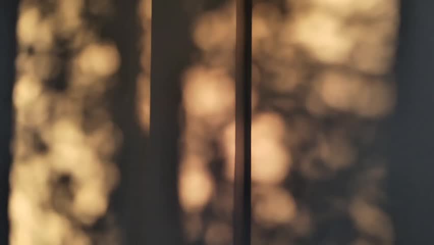 Sunset and leaves shadow on wall 