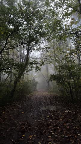 Foggy forest path covered with wet autumn leaves, quiet woodland scene with trees and mist, conveying mystery, solitude, calm nature walk and journey concept