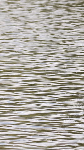 Great crested grebe swimming then diving underwater, waterbird behavior. Vertical